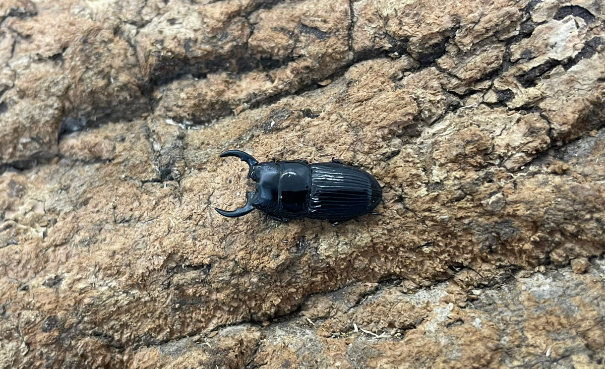 チェリフェルネブトクワガタ