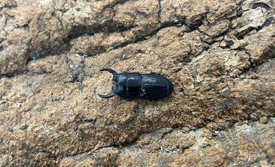 チェリフェルネブトクワガタ