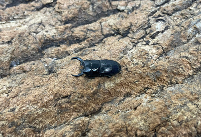 チェリフェルネブトクワガタ