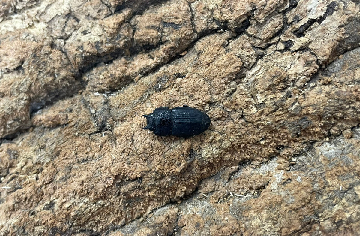 チェリフェルネブトクワガタ