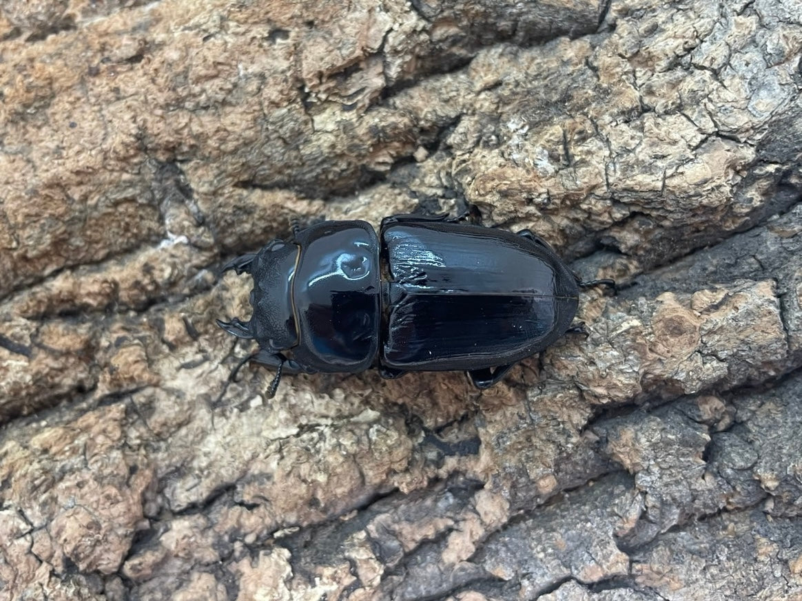 オオクワガタ(阿古谷産） – INSECT SHOP KMY