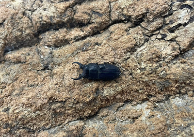 インプレッシコリスネブトクワガタ