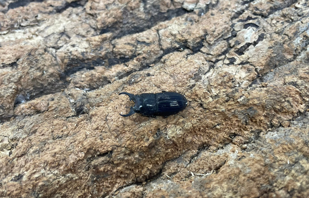 インプレッシコリスネブトクワガタ