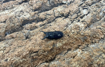 インプレッシコリスネブトクワガタ