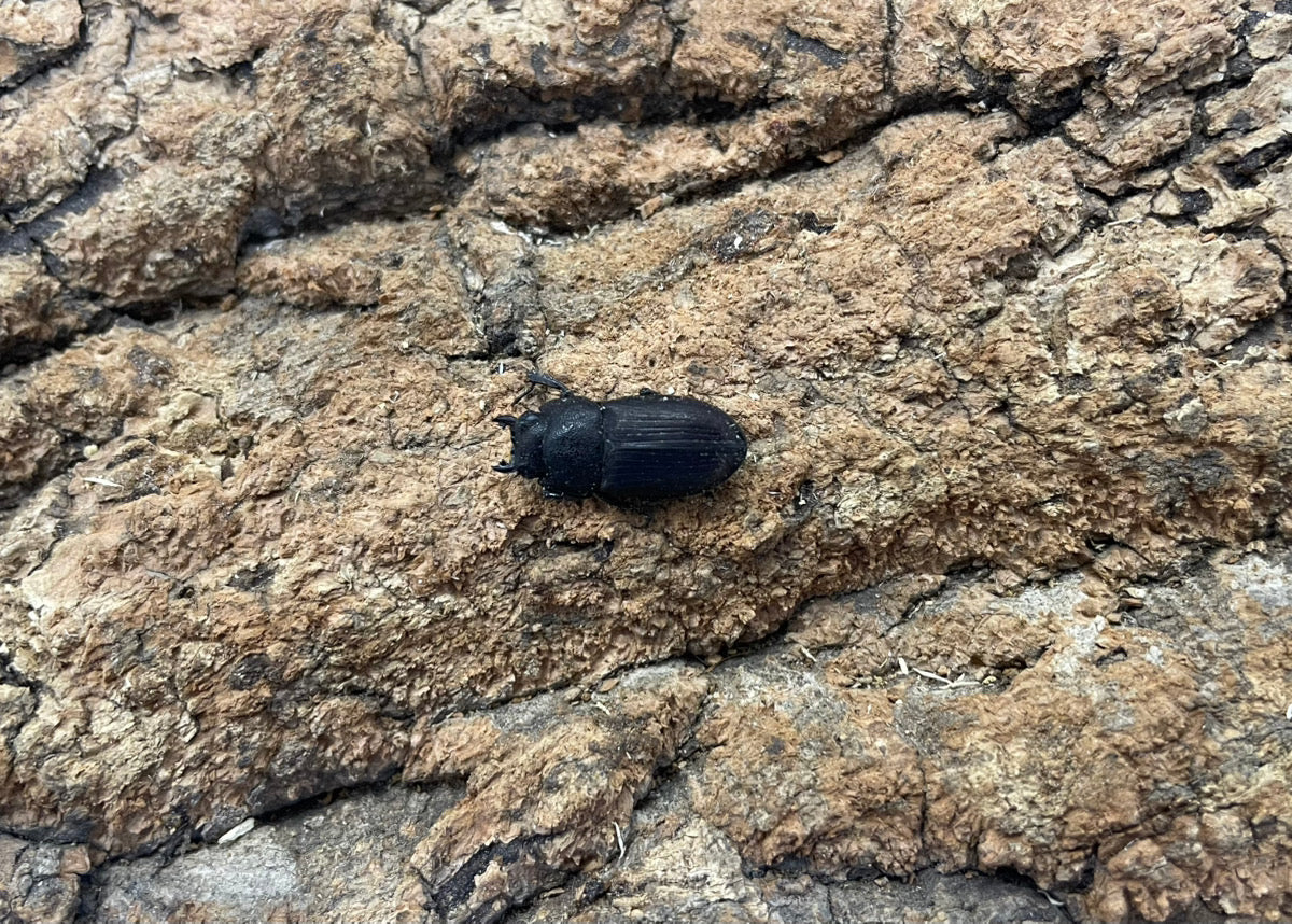 インプレッシコリスネブトクワガタ