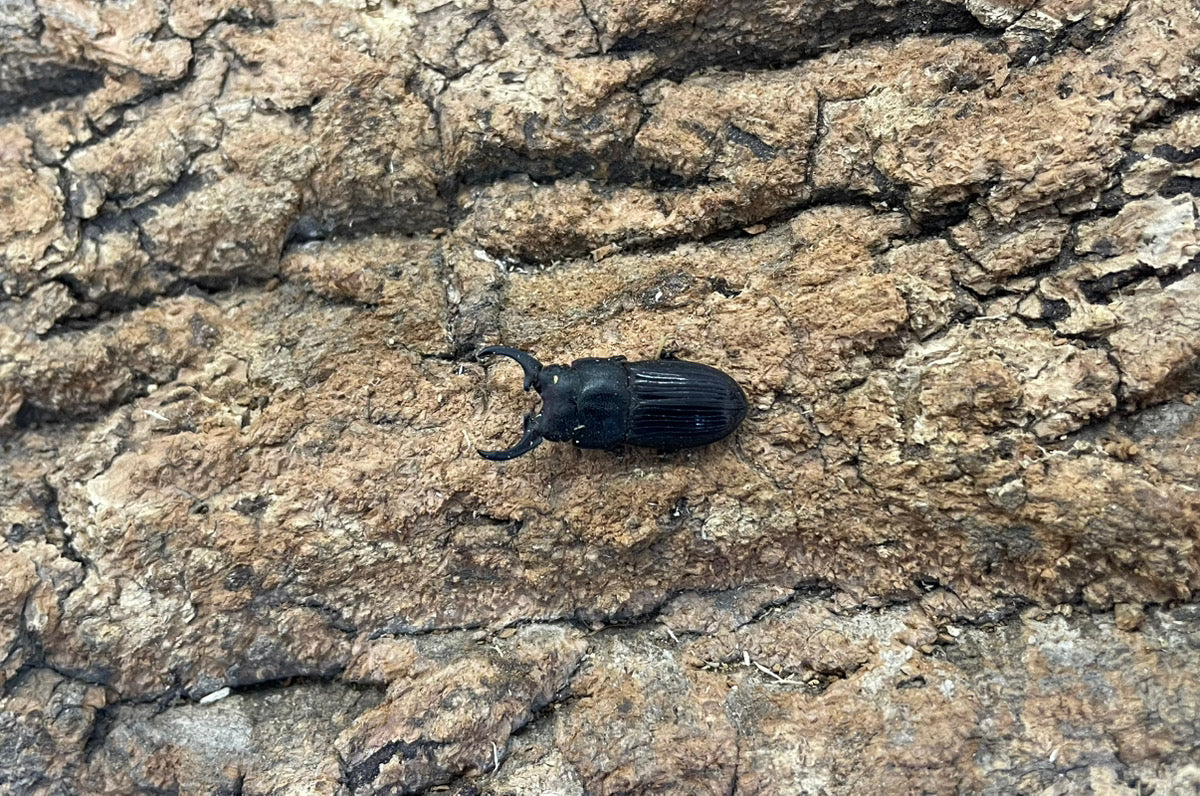 インプレッシコリスネブトクワガタ