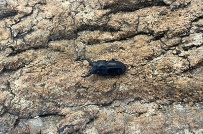 インプレッシコリスネブトクワガタ