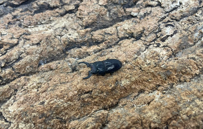 インプレッシコリスネブトクワガタ