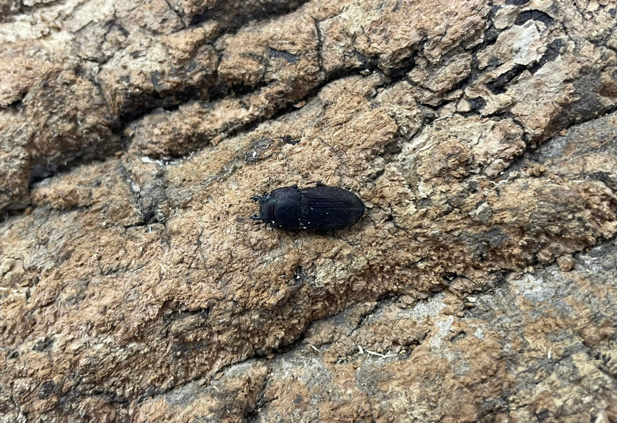 インプレッシコリスネブトクワガタ