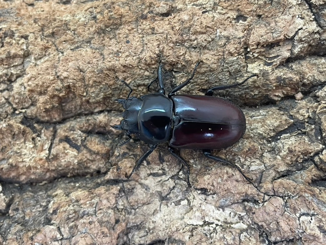 アローコクワガタ – INSECT SHOP KMY