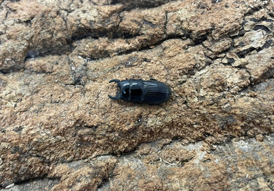 アッチョスネブトクワガタ