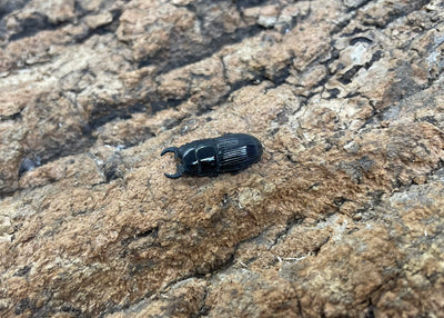 アッチョスネブトクワガタ