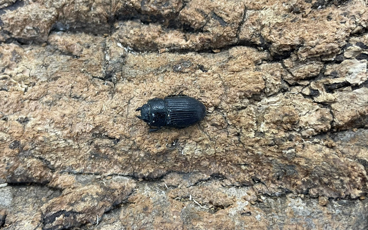 アッチョスネブトクワガタ