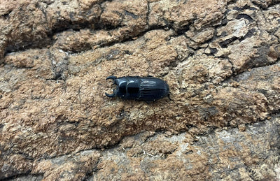 アッチョスネブトクワガタ