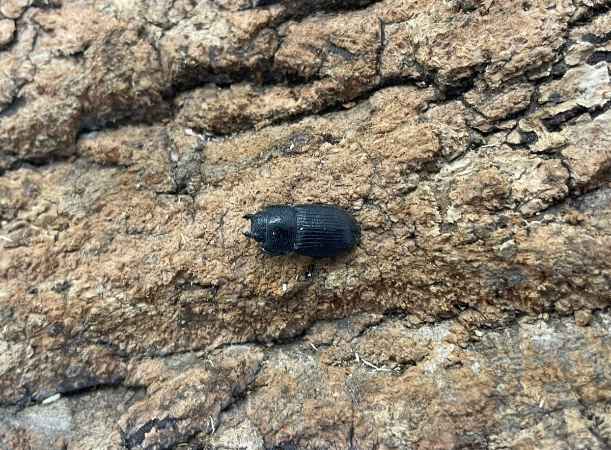 アッチョスネブトクワガタ