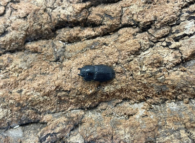 アッチョスネブトクワガタ