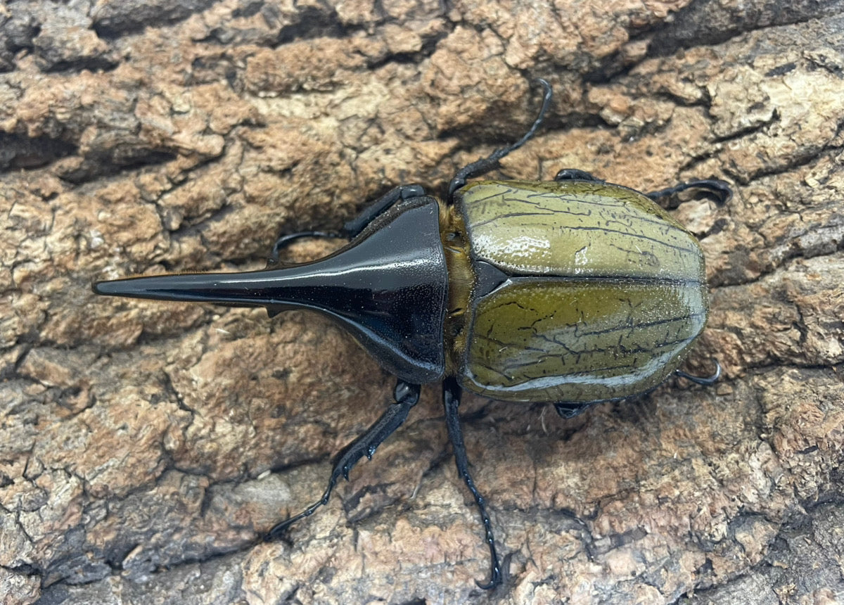 DH.ヘラクレスオオカブト