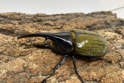 DH.ヘラクレスオオカブト