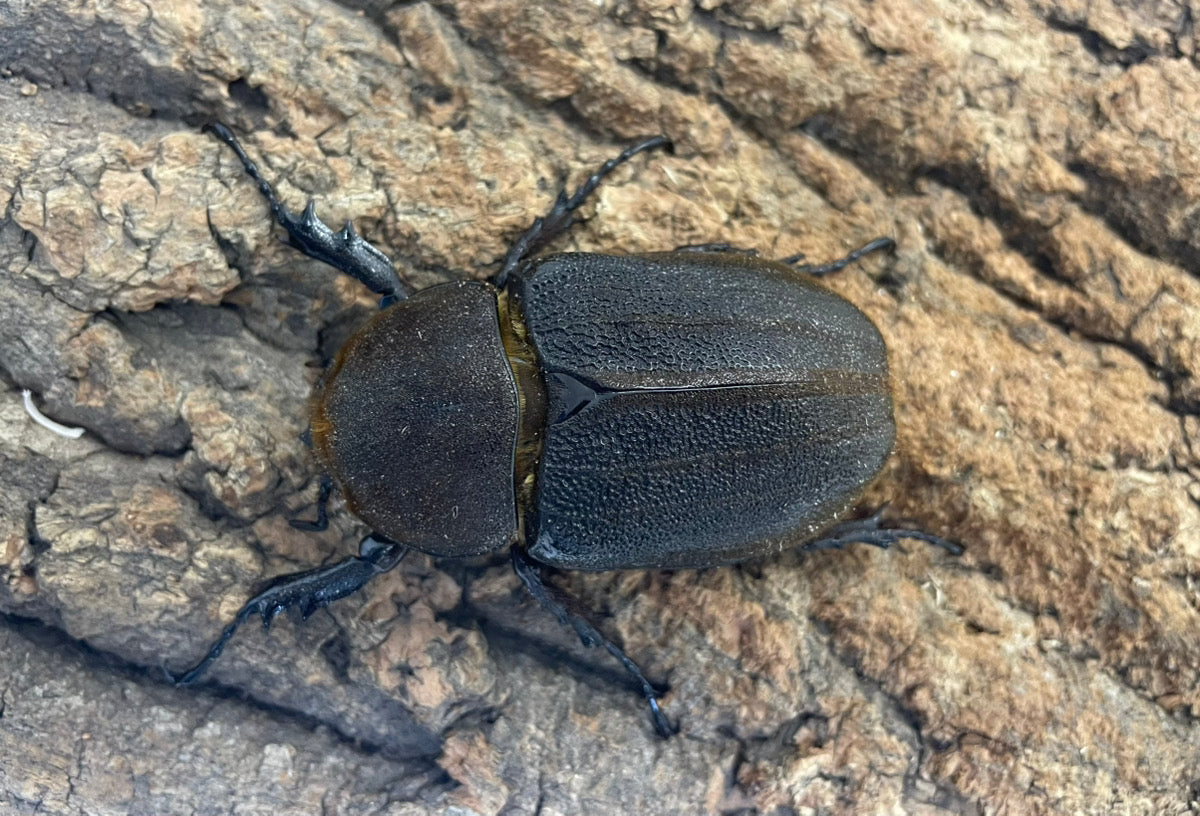 DH.ヘラクレスオオカブト