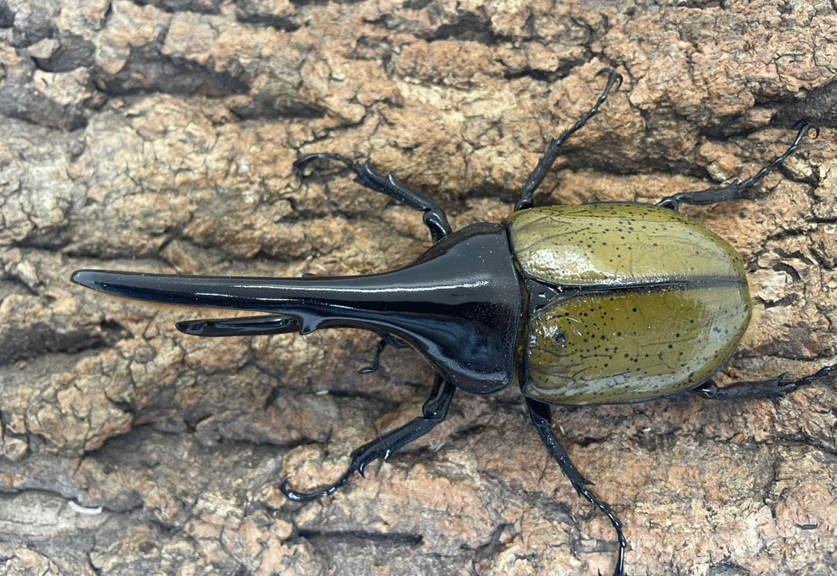 DH.ヘラクレスオオカブト