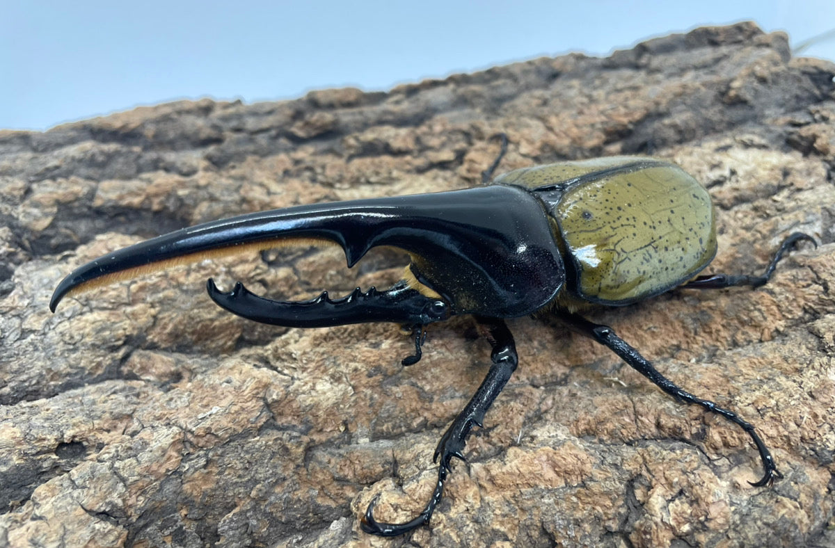 DH.ヘラクレスオオカブト