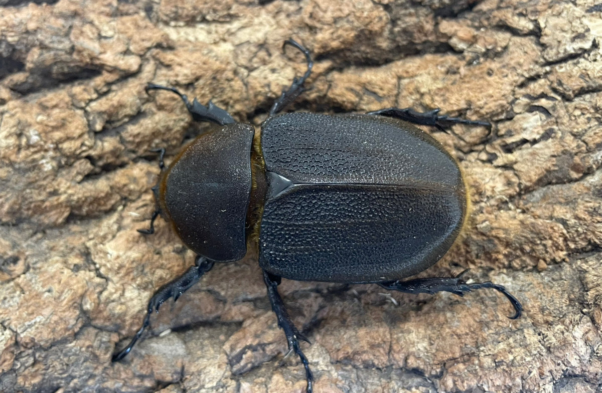 DH.ヘラクレスオオカブト