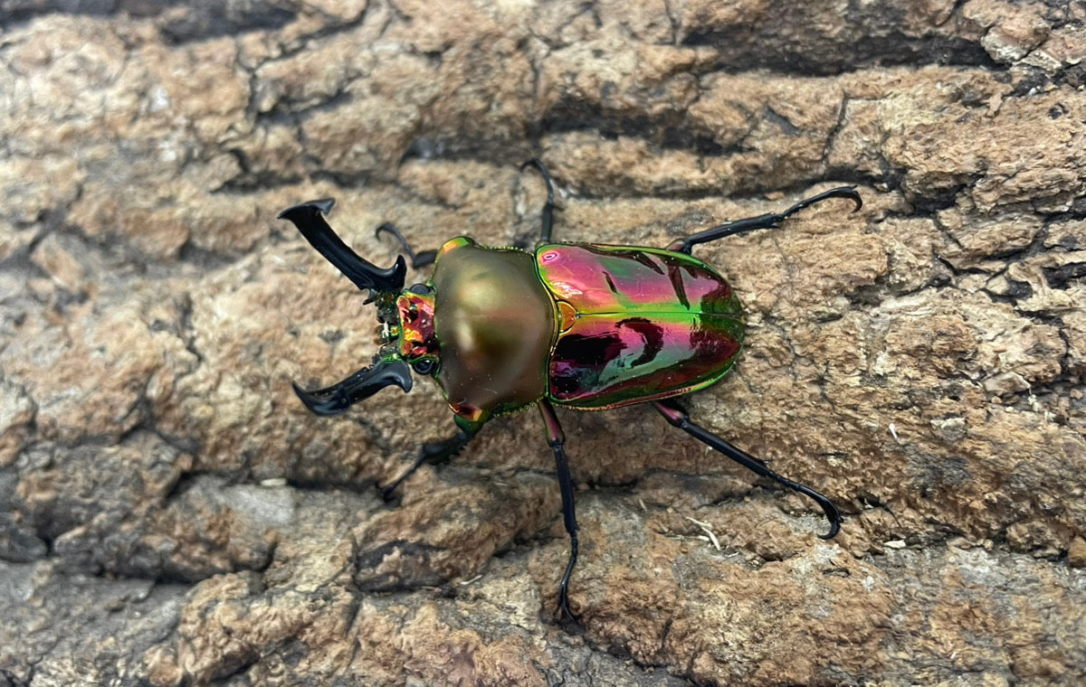 ニジイロクワガタ（レッド）