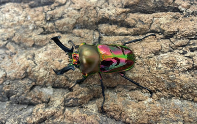 ニジイロクワガタ（レッド）