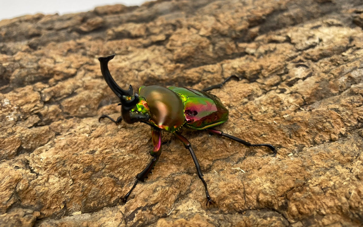 ニジイロクワガタ（レッド）