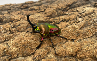 ニジイロクワガタ（レッド）