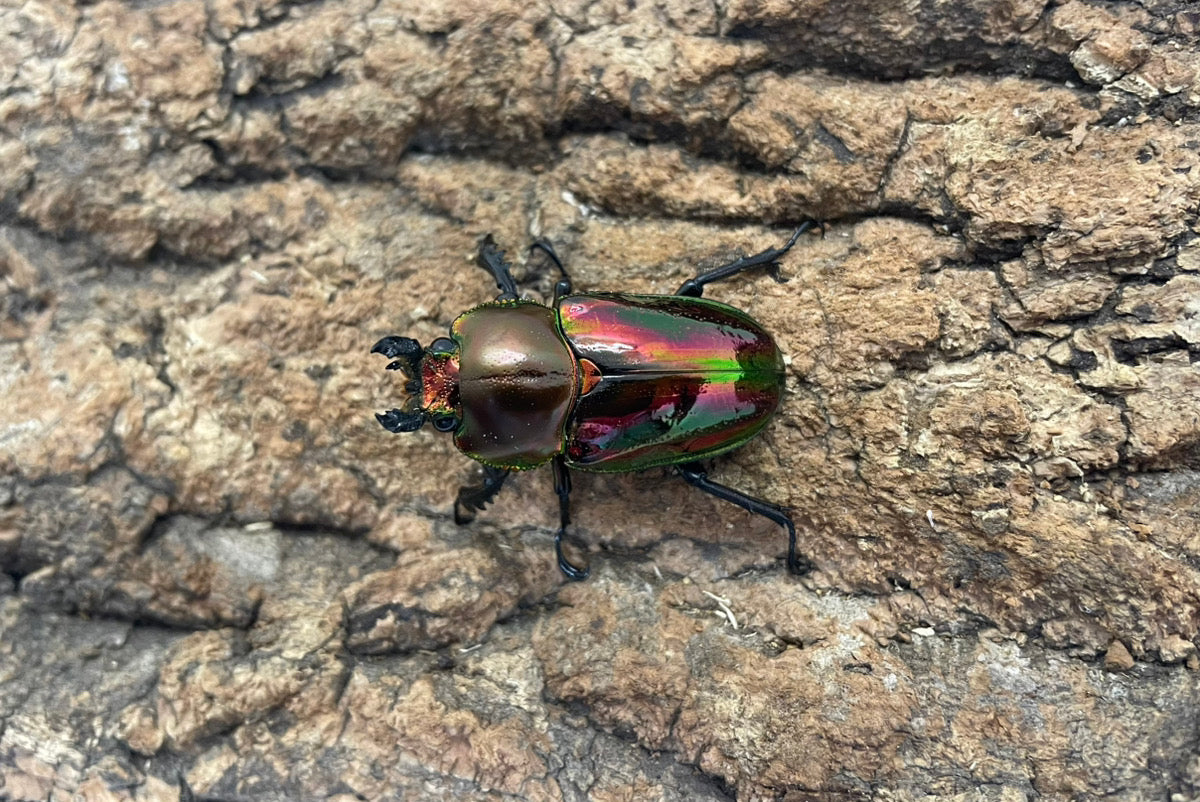 ニジイロクワガタ（レッド）