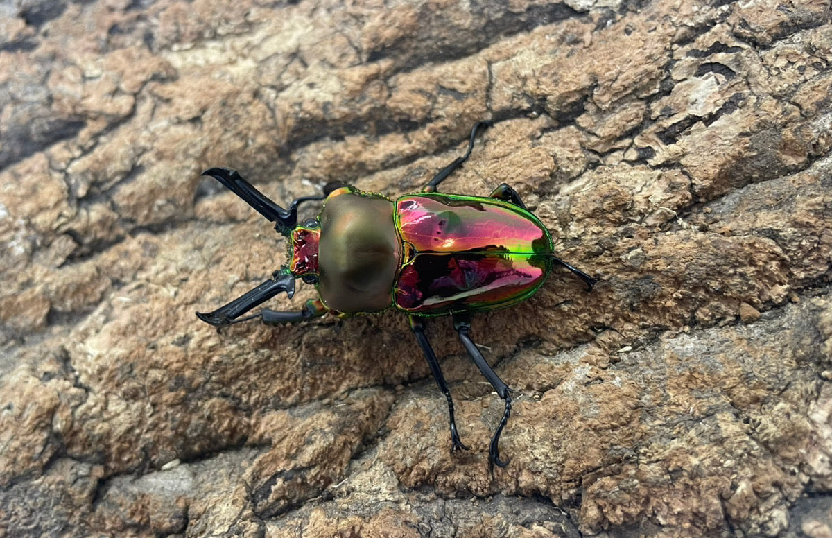 ニジイロクワガタ（レッド）