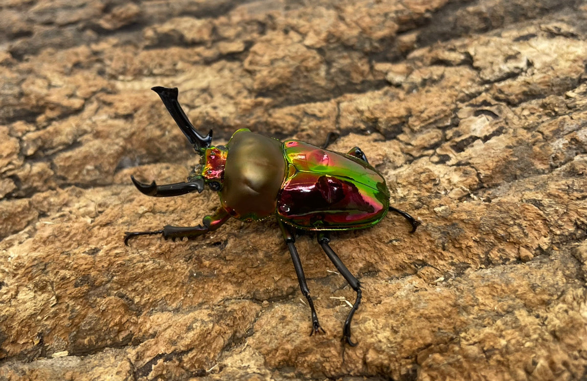 ニジイロクワガタ（レッド）