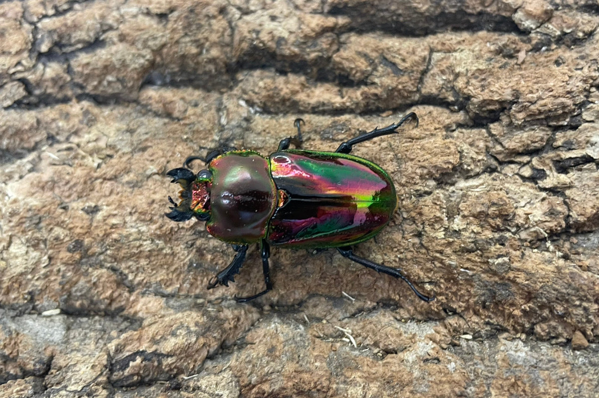 ニジイロクワガタ（レッド）