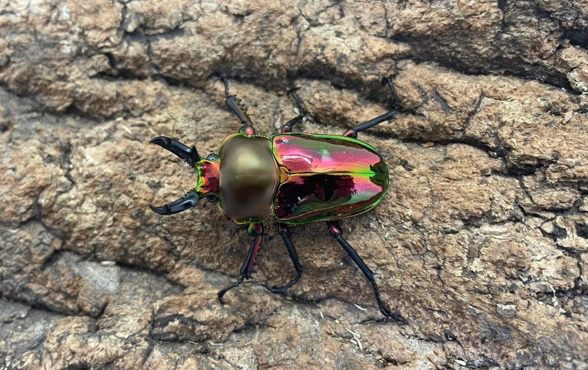 ニジイロクワガタ（レッド）