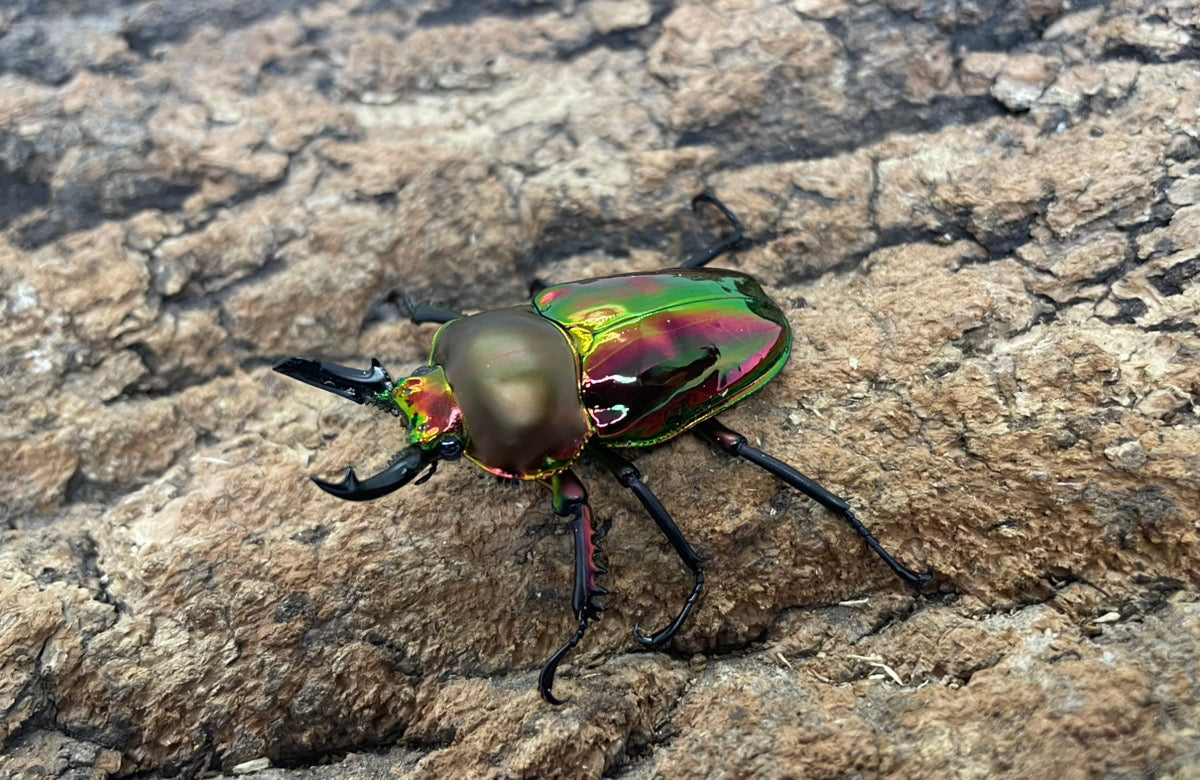 ニジイロクワガタ（レッド）