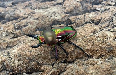 ニジイロクワガタ（レッド）