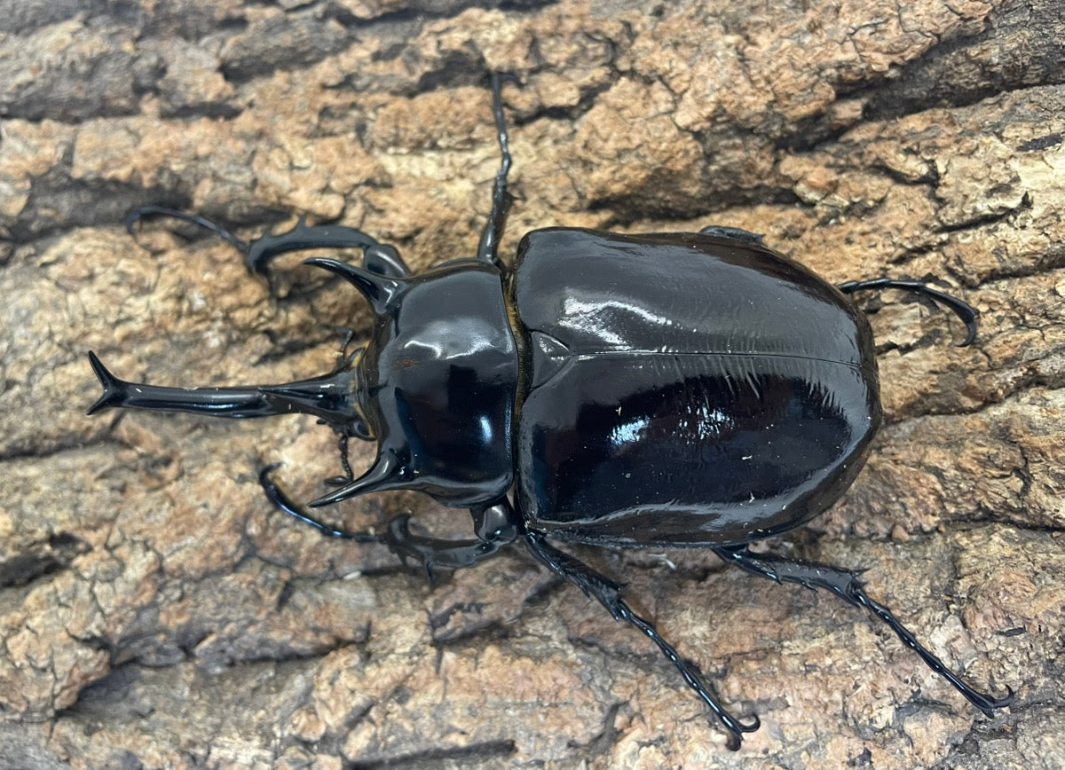 マルスゾウカブト – INSECT SHOP KMY