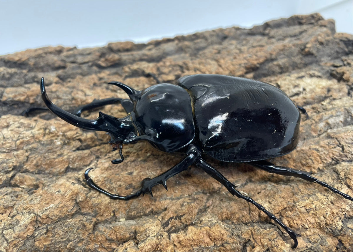 マルスゾウカブト – INSECT SHOP KMY