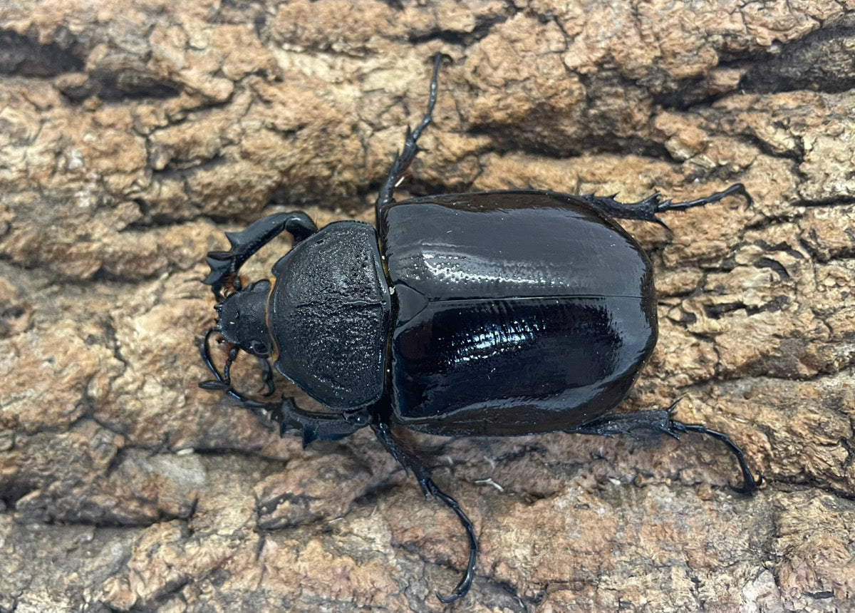 マルスゾウカブト