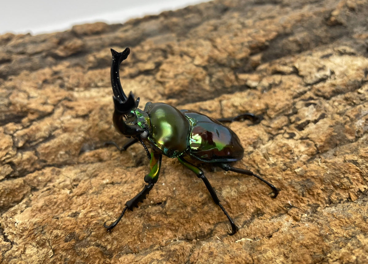 ニジイロクワガタ（WW）