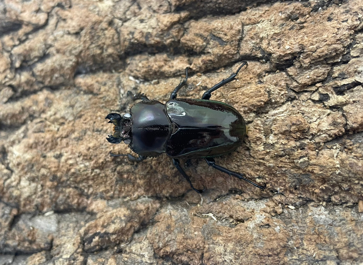 ニジイロクワガタ（WW）