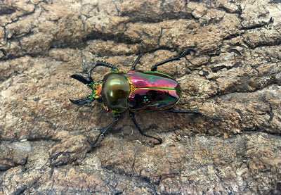 ニジイロクワガタ（RP）