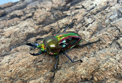 ニジイロクワガタ（RP）