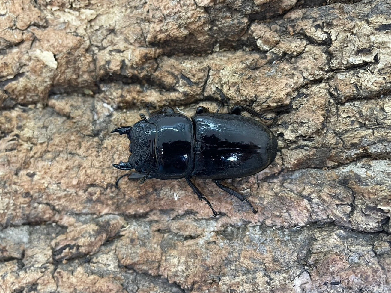 スマトラヒラタクワガタ　羽パカ修正　100㎜up ♀×2 スマトラオオヒラタクワガタ♂羽パカ – INSECT SHOP KMY