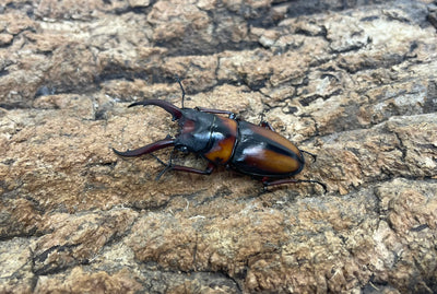 ミラビリスノコギリクワガタ