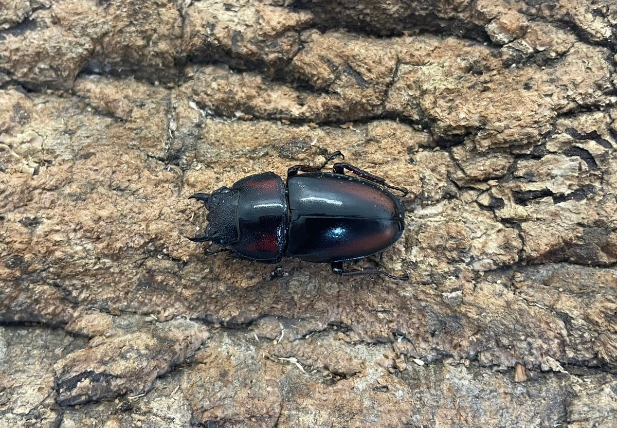 ミラビリスノコギリクワガタ