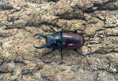 ドンキエールコクワガタ