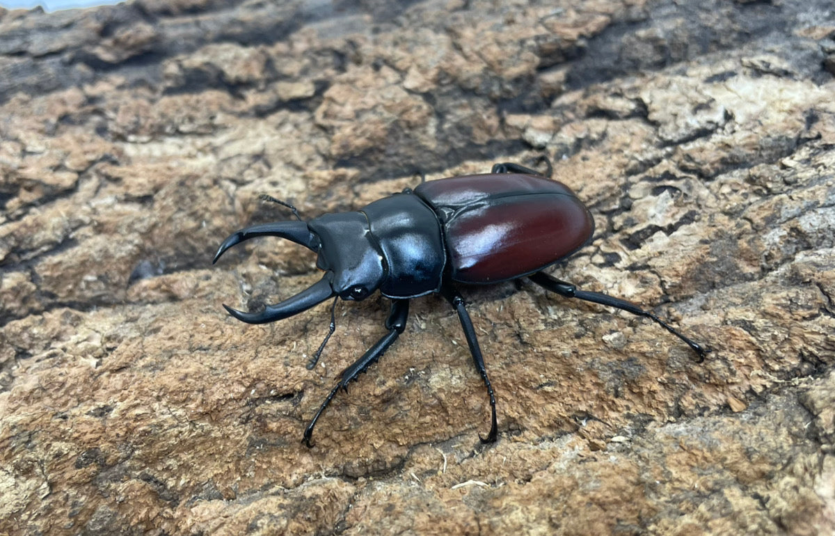 ドンキエールコクワガタ