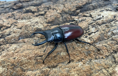 ドンキエールコクワガタ